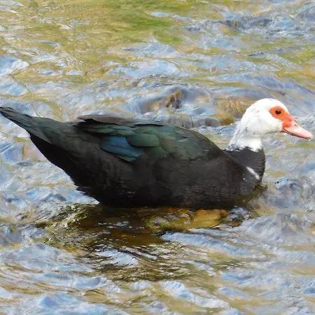 Casa Del Horno Apartman Potes